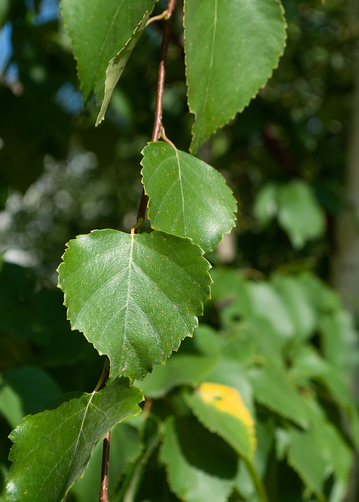 Изображение особи Betula platyphylla.