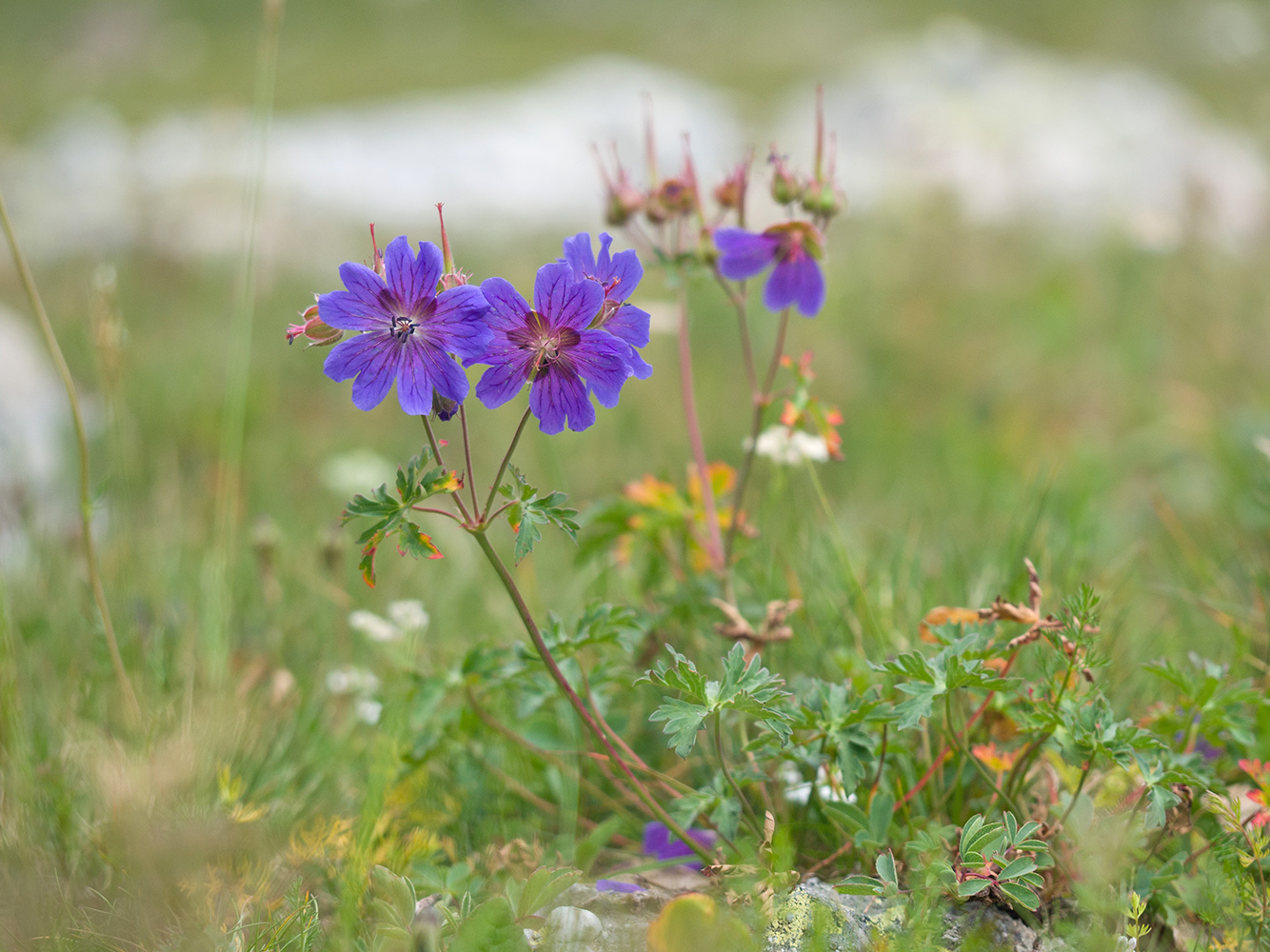 Image of Geranium gymnocaulon specimen.