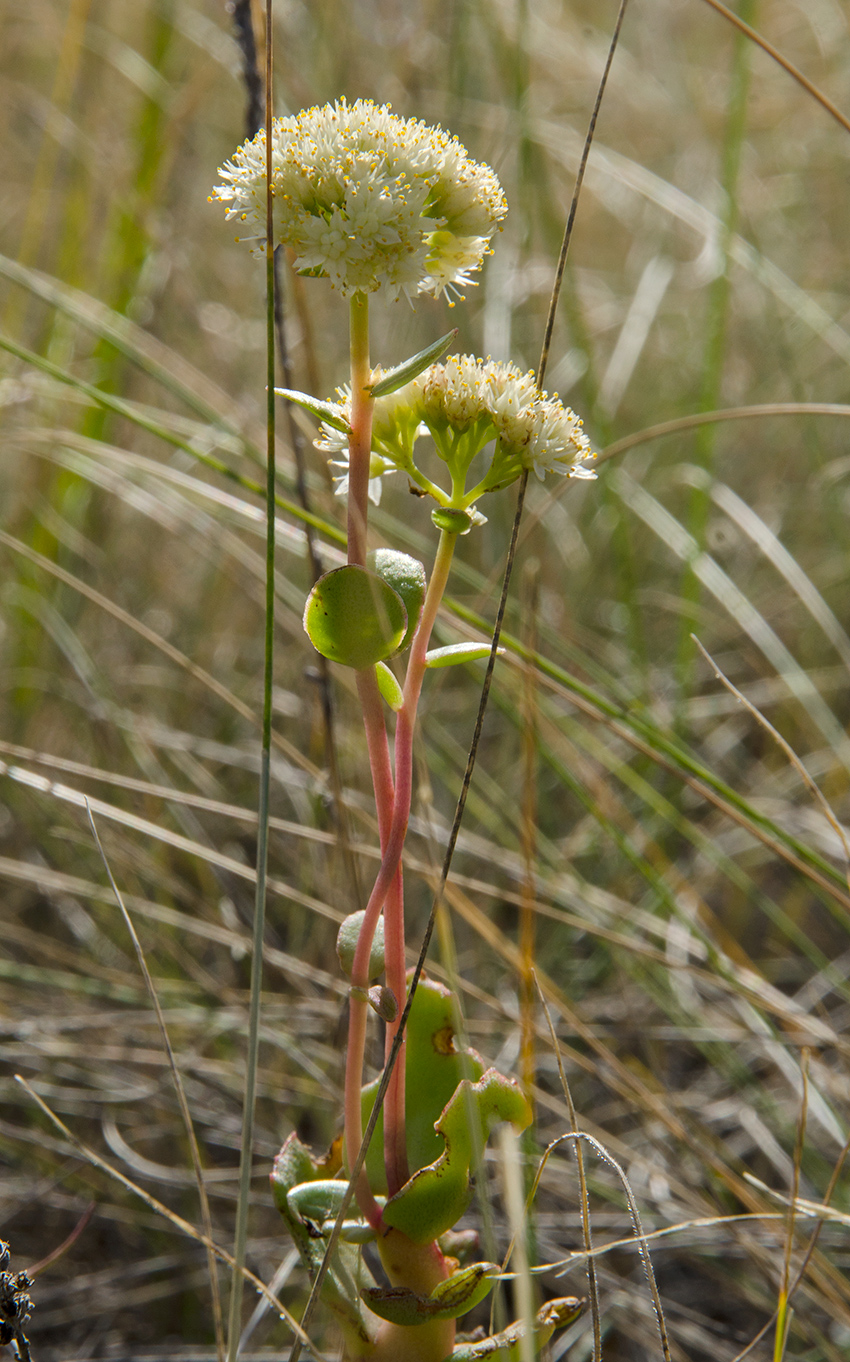 Image of Hylotelephium stepposum specimen.