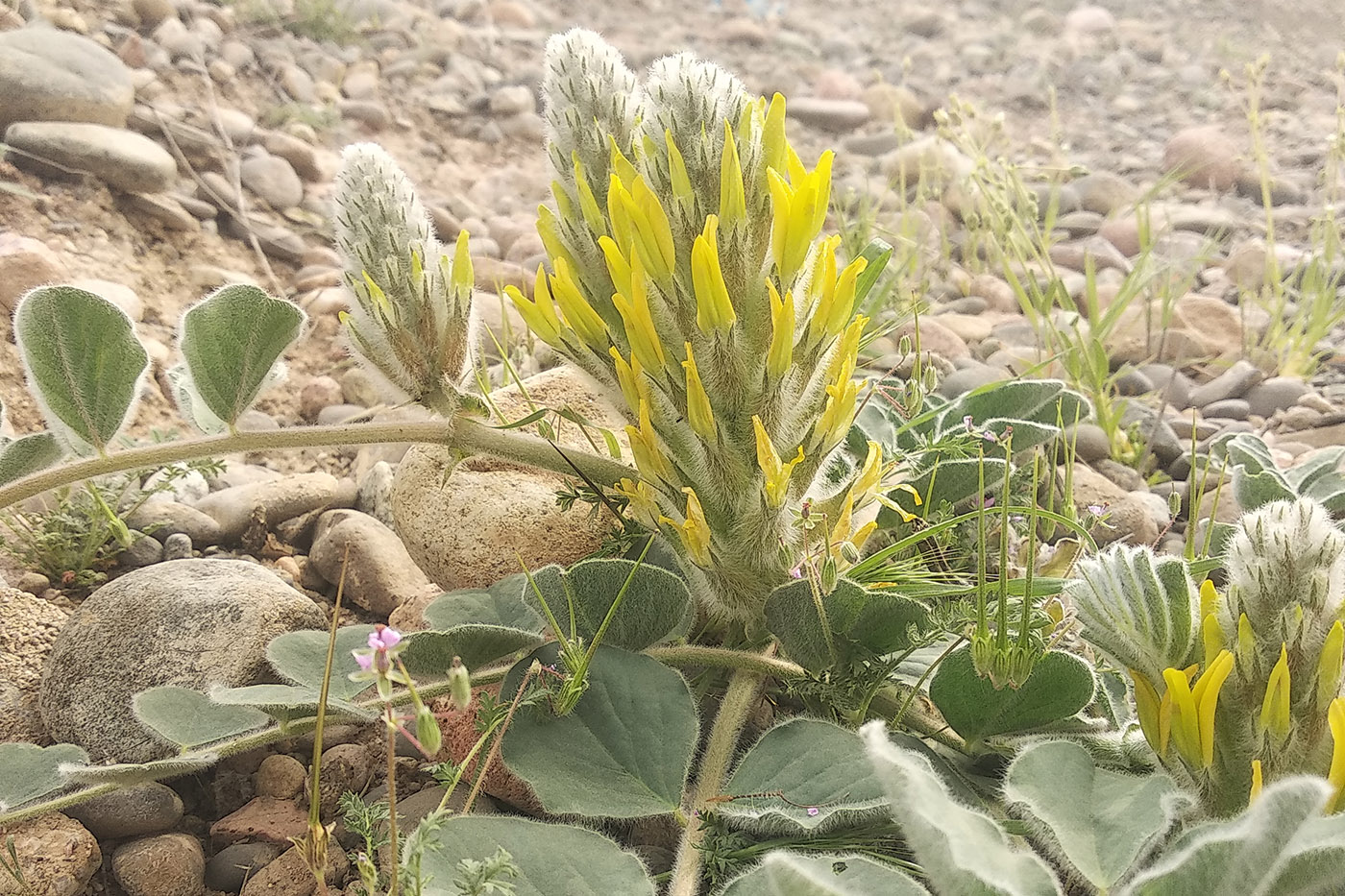 Изображение особи Astragalus kahiricus.