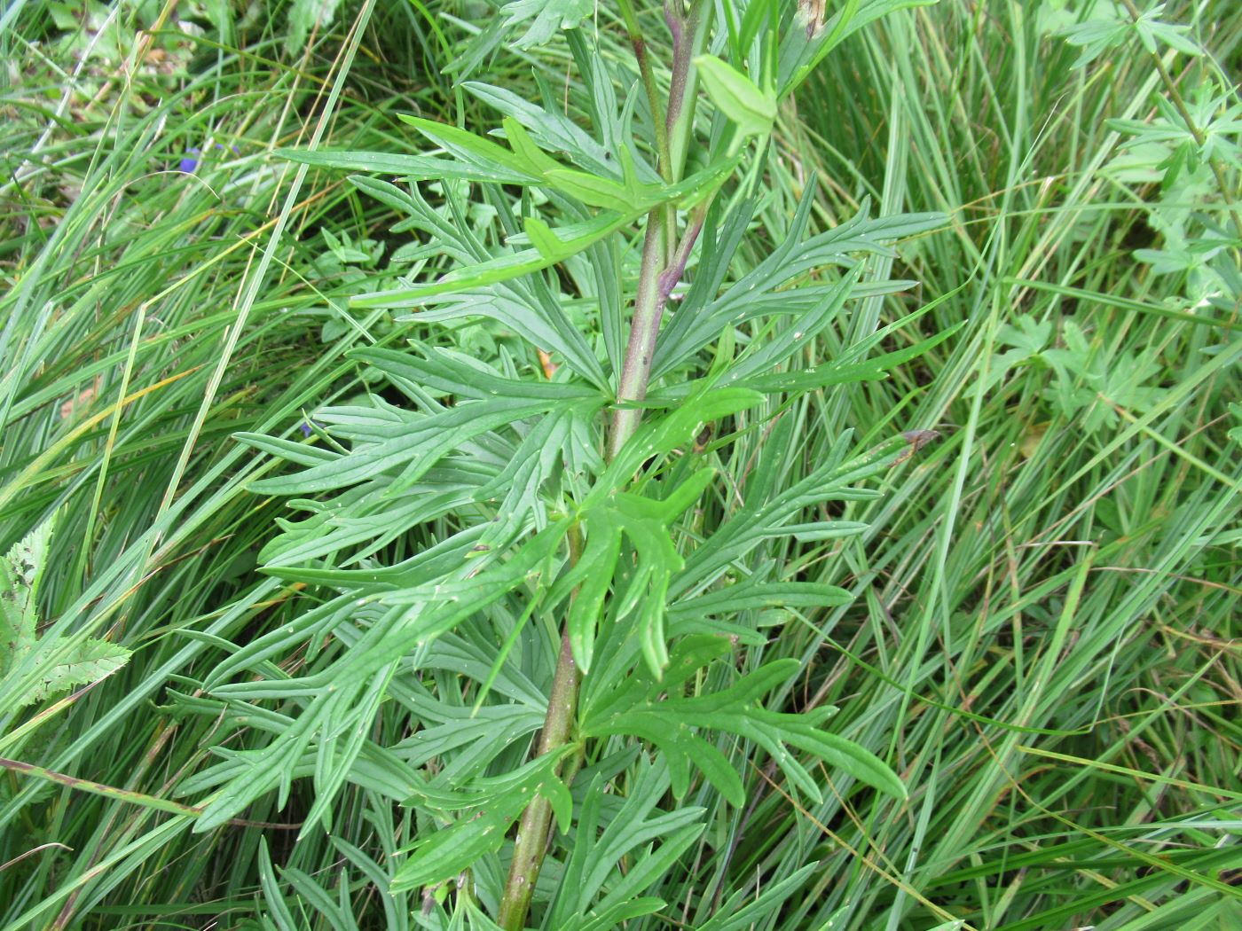 Изображение особи Aconitum baicalense.