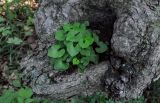 Viola selkirkii