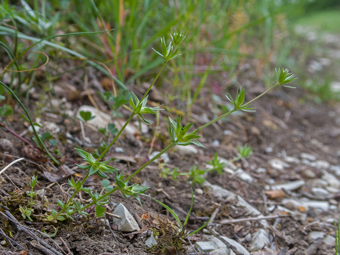 Image of Sherardia arvensis specimen.