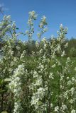 Amelanchier spicata