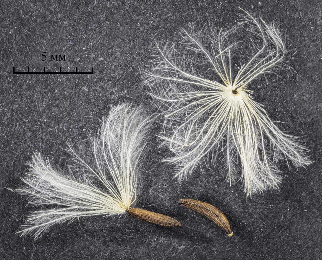 Image of Picris japonica specimen.