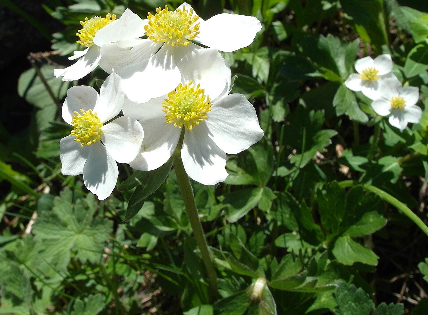 Изображение особи Anemonastrum protractum.