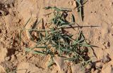 Phragmites australis. Молодое вегетирующее растение. Египет, мухафаза Эль-Гиза, окр. г. Дахшур, песчаная пустыня. 29.04.2023.