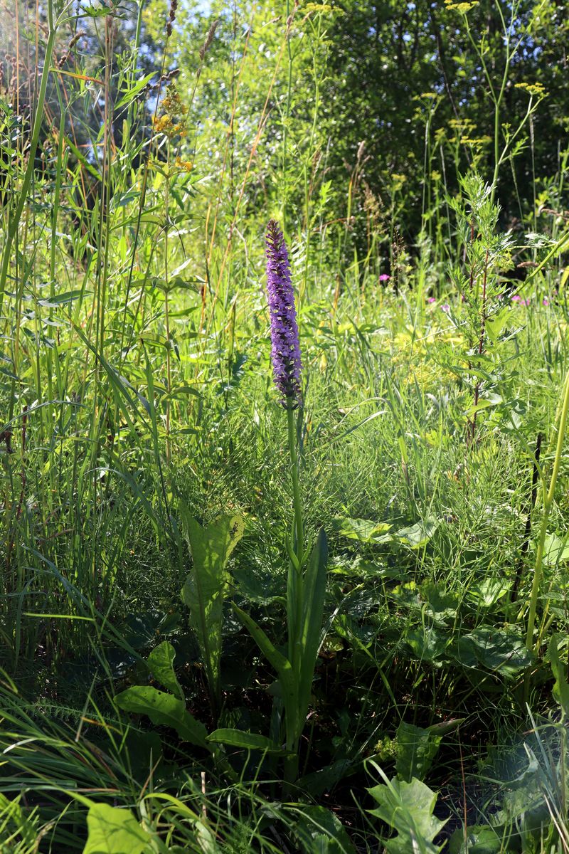 Изображение особи Gymnadenia densiflora.