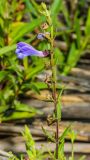 Scutellaria galericulata. Побег с соцветием с цветками и плодами (внизу). Санкт-Петербург, Приморский р-н, заказник «Северное побережье Невской губы», прибрежный пляж. 07.07.2024.