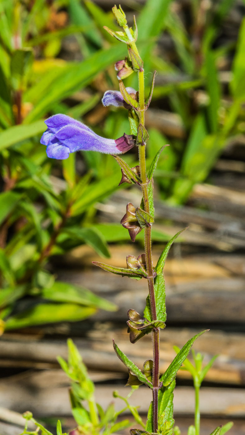 Изображение особи Scutellaria galericulata.