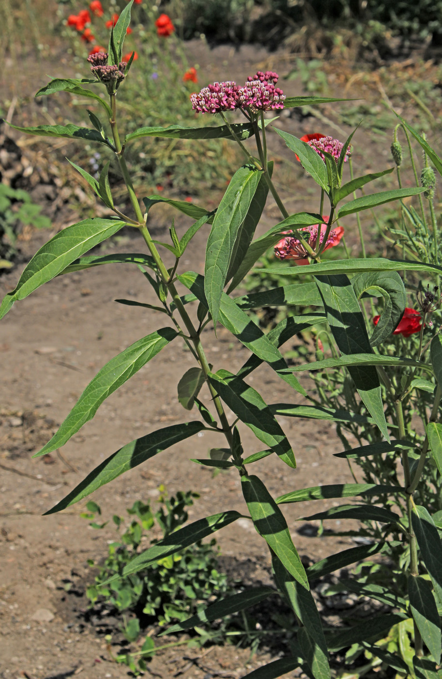 Изображение особи Asclepias incarnata.