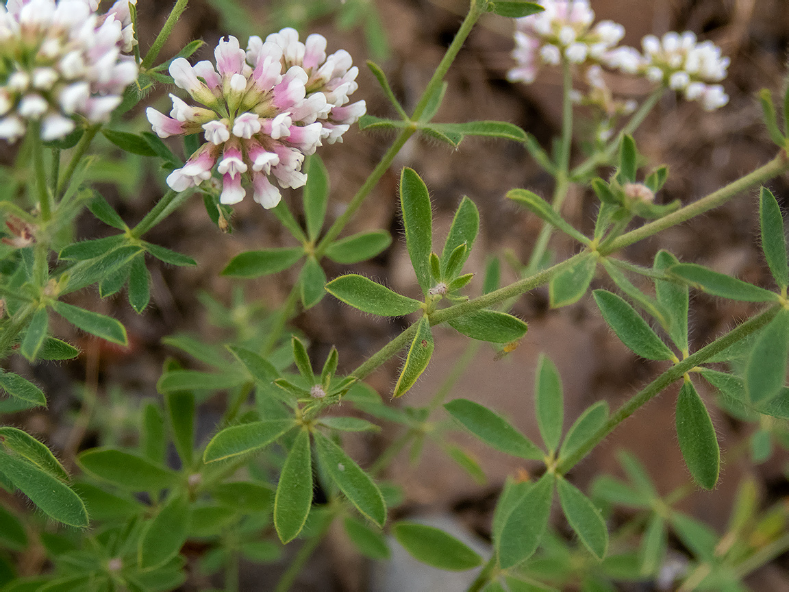 Изображение особи Dorycnium herbaceum.