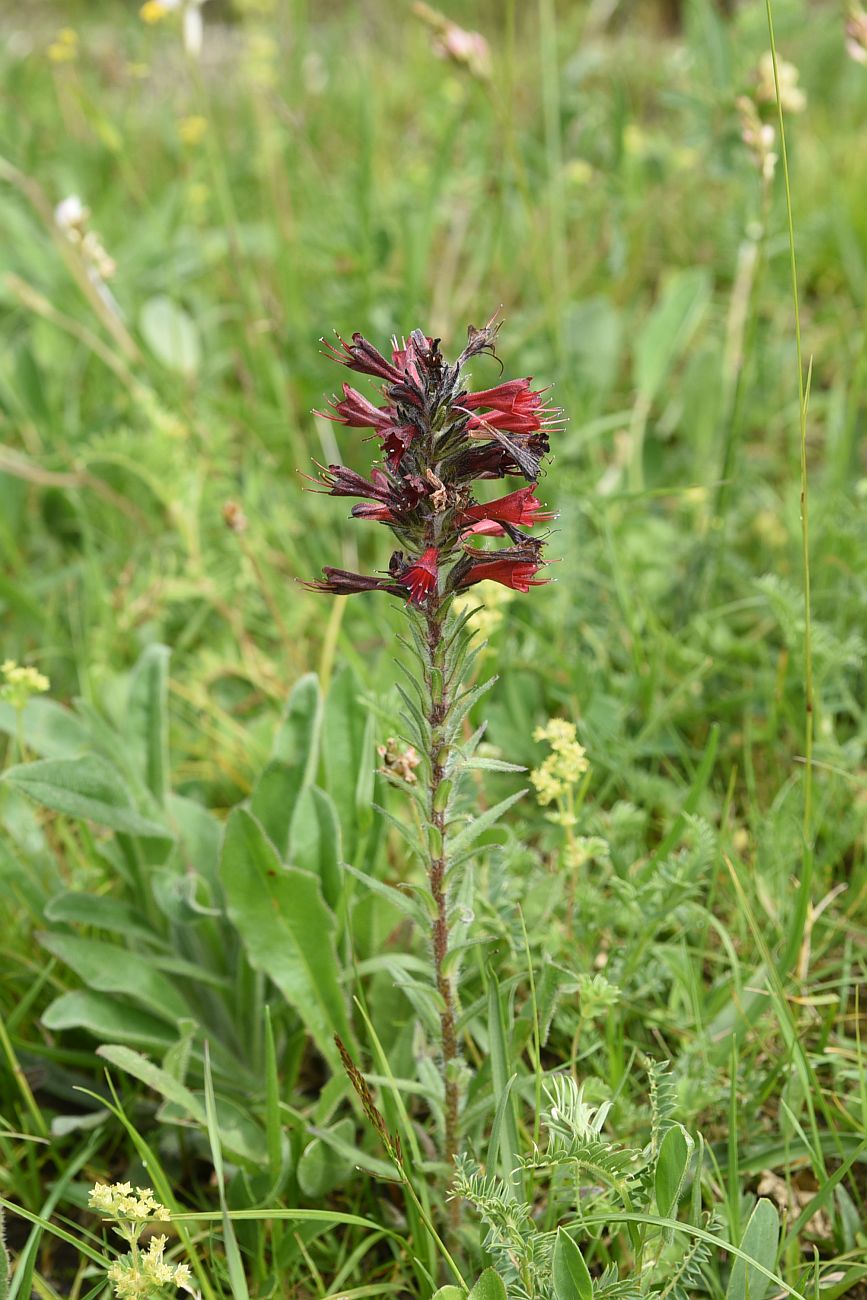 Изображение особи Echium russicum.