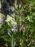 Anemonastrum speciosum. Побег. Чечня, Шаройский р-н, Снеговой хр., 3 км от пер. Цумандинский в сторону г. Заинкорт, выс. ок. 2850 м н.у.м., небольшой перевальчик между Снеговым хребтом и отрогом, уходящим в сторону Чечни. 25 июня 2024 г.