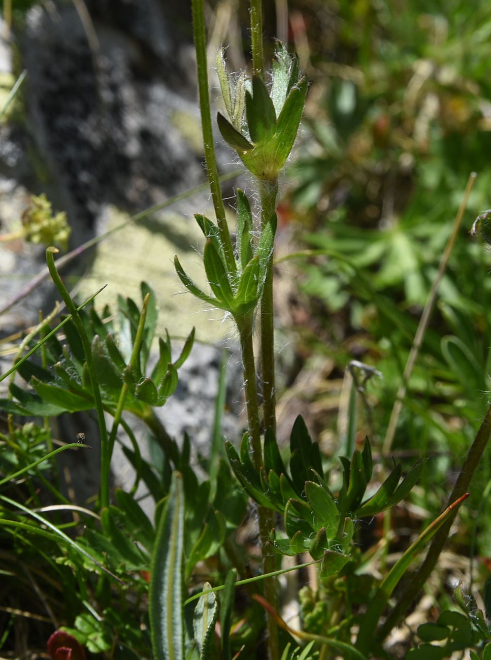 Image of Anemonastrum speciosum specimen.