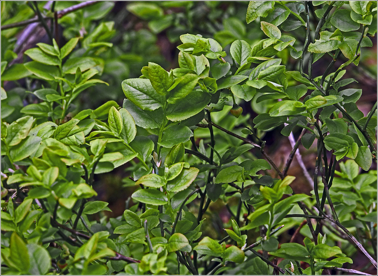 Image of Vaccinium myrtillus specimen.