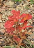 Cotinus coggygria. Побег (прикорневая поросль после пожара) с листвой в осенней окраске. Краснодарский край, Черноморское побережье Кавказа, м/о город-герой Новороссийск, западнее хут. Дюрсо, южный склон горы Орёл, можжевеловое редколесье. 3 января 2025 г.