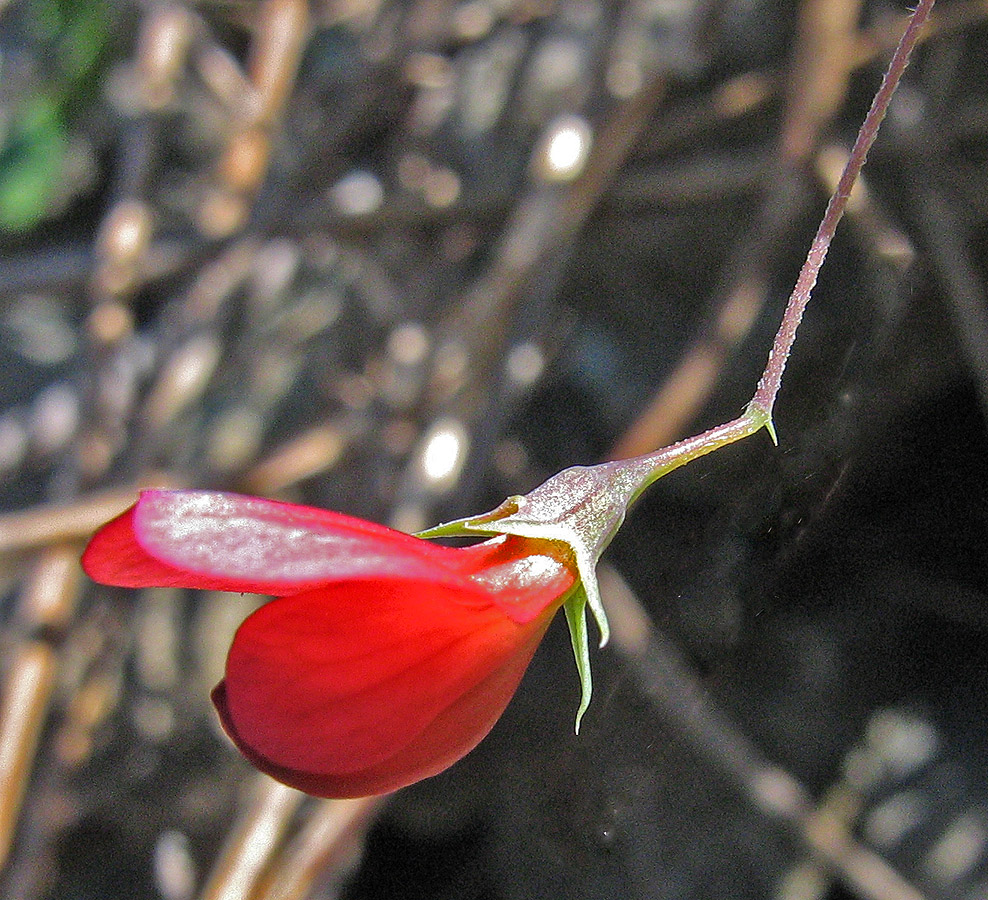 Image of Lathyrus setifolius specimen.