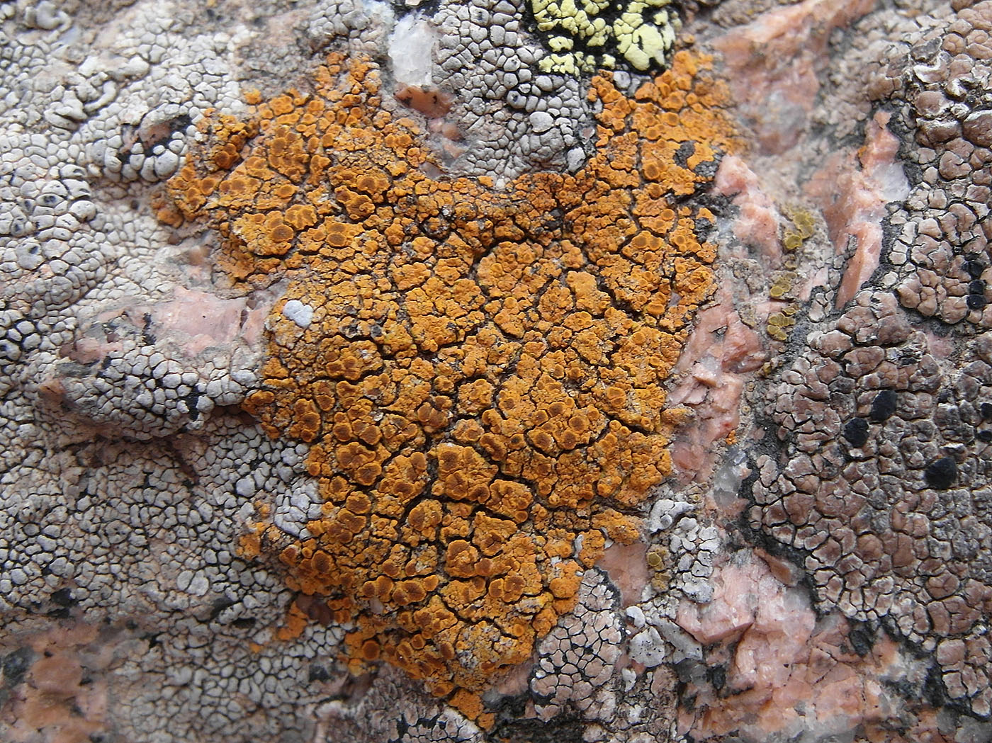 Image of Caloplaca glomerata specimen.