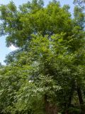 genus Fraxinus. Верхняя часть кроны растения, выросшего из бокового побега спиленного старого дерева. Крым, Южный Берег, городской округ Ялта, Массандровский парк. 29.05.2024.