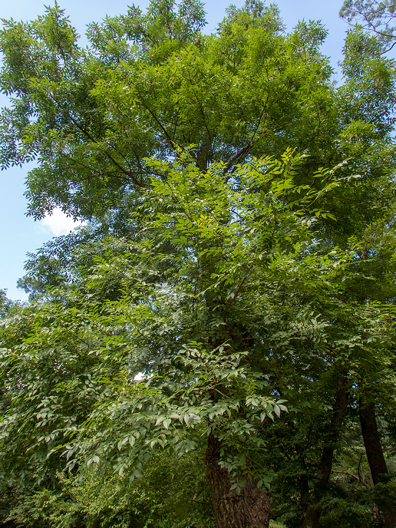 Image of genus Fraxinus specimen.