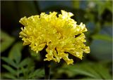 Tagetes erecta. Соцветие (махровая форма). Московская обл., Раменский р-н, окр. дер. Хрипань, садовый участок. 06.09.2024.