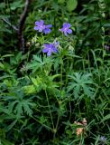 Geranium pratense