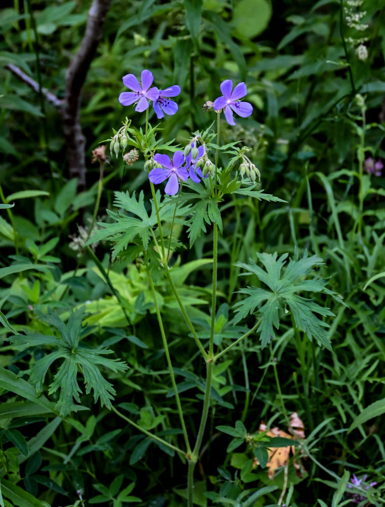 Image of Geranium pratense specimen.