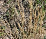 genus Festuca. Верхушки побегов с соплодиями. Республика Крым, Ленинский р-н, окр. с. Курортное, западная часть бухты Морской Пехоты, песчано-ракушечный пляж. 12.06.2021.