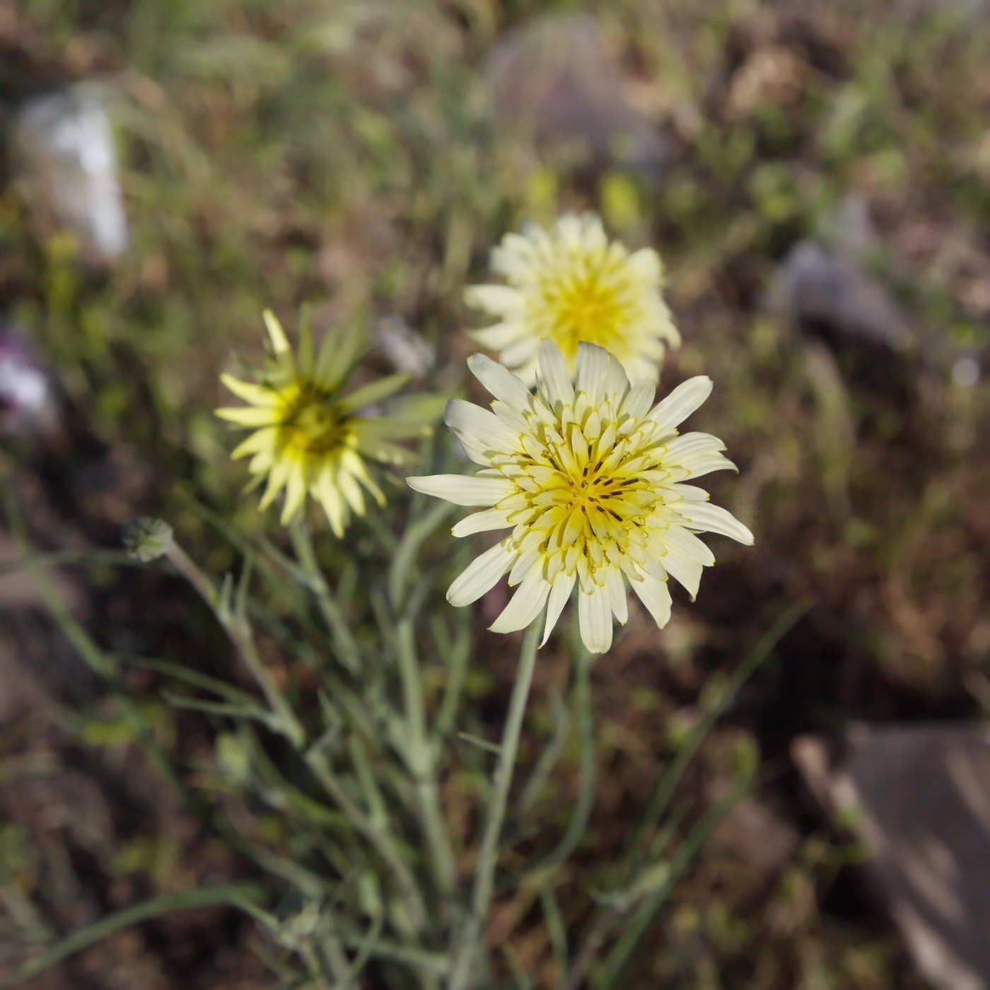 Изображение особи род Tragopogon.