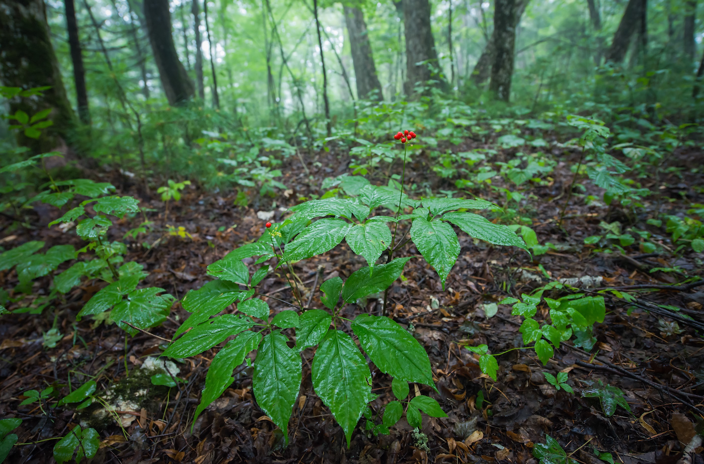 Image of Panax ginseng specimen.
