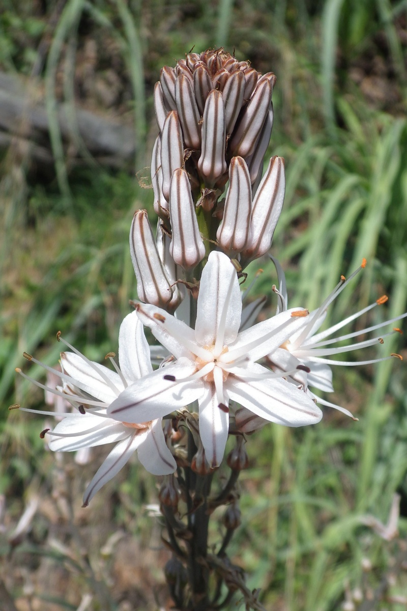 Image of genus Asphodelus specimen.