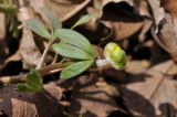 Ranunculus franchetii. Верхушка побега с распускающимся цветком. Приморский край, Шкотовский р-н, пос. Подъяпольск, широколиственный лес на склоне небольшой сопки у ручья. 23.04.2023.