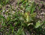 View full-size image Pedicularis condensata