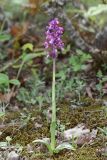 View full-size image Anacamptis morio subspecies caucasica