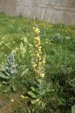 View full-size image genus Verbascum