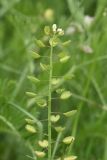 View full-size image Microthlaspi perfoliatum