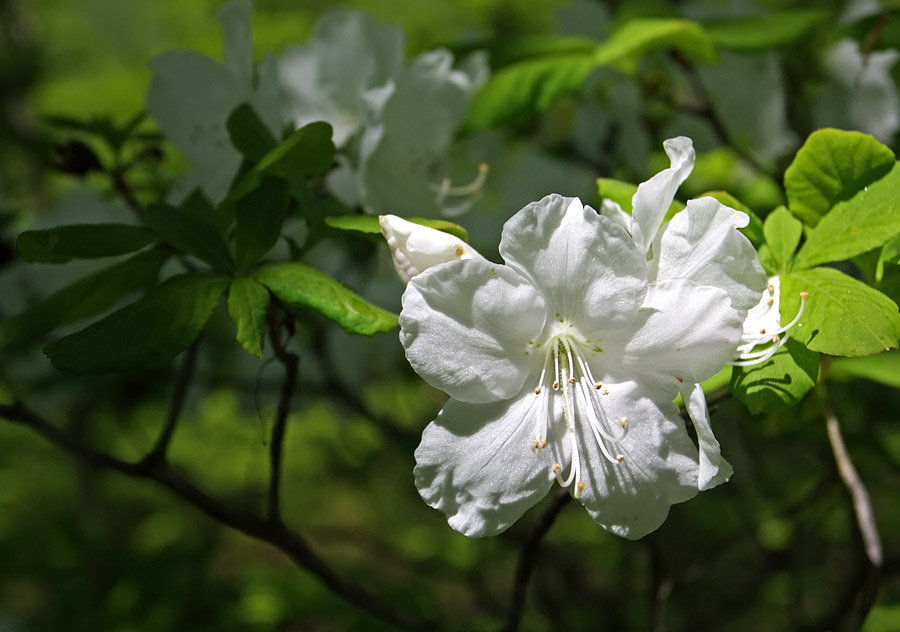 Image of Rhododendron schlippenbachii specimen.