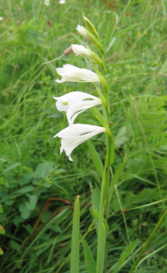 Image of Gladiolus imbricatus specimen.