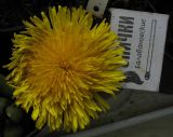 genus Taraxacum