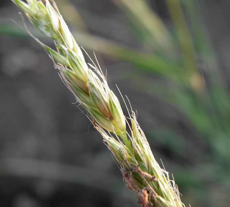 Image of Alopecurus geniculatus specimen.