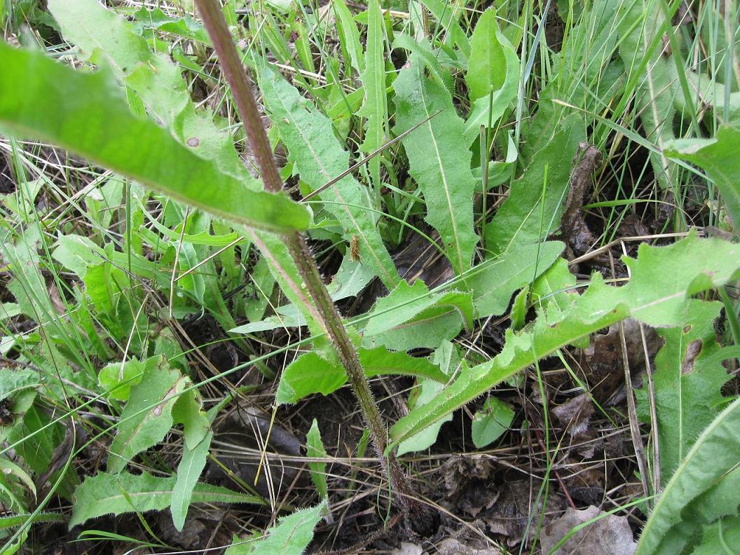 Image of Picris hieracioides specimen.