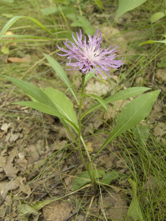 Image of Centaurea jacea specimen.