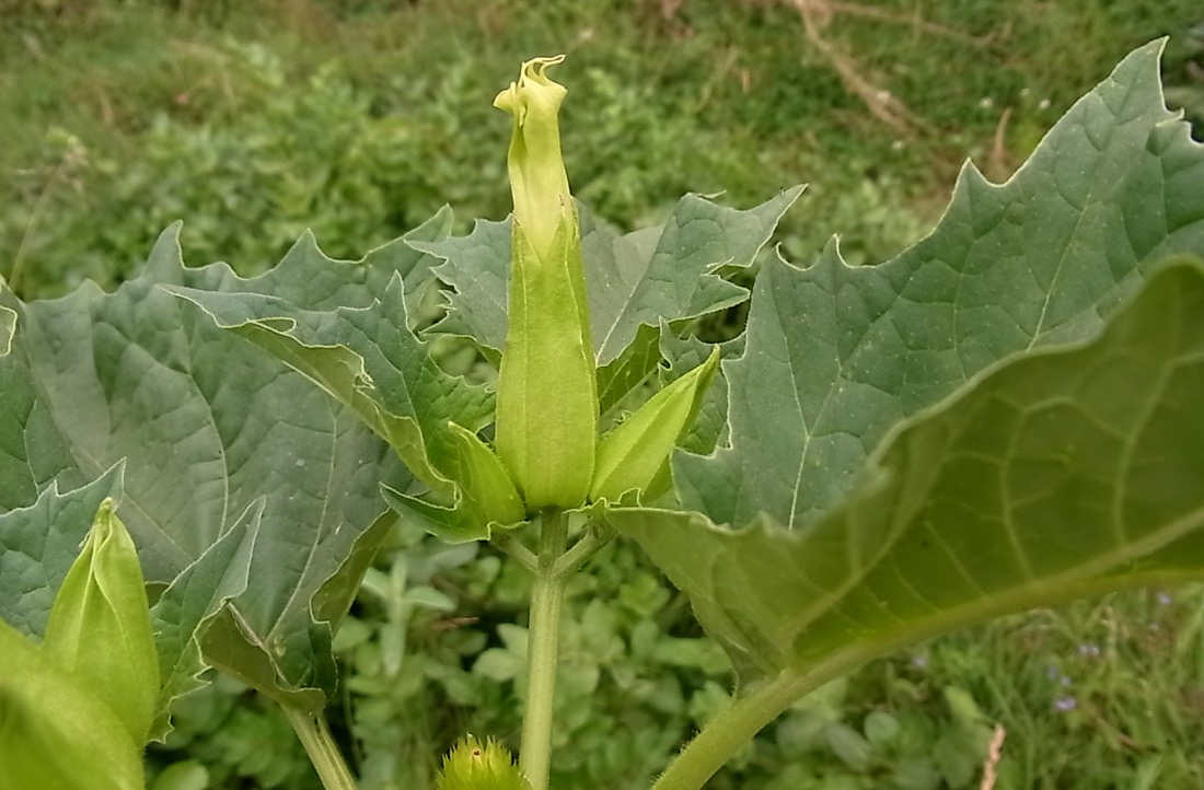 Изображение особи Datura stramonium.