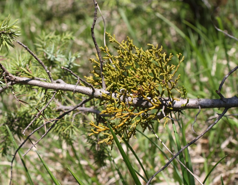 Image of Arceuthobium oxycedri specimen.