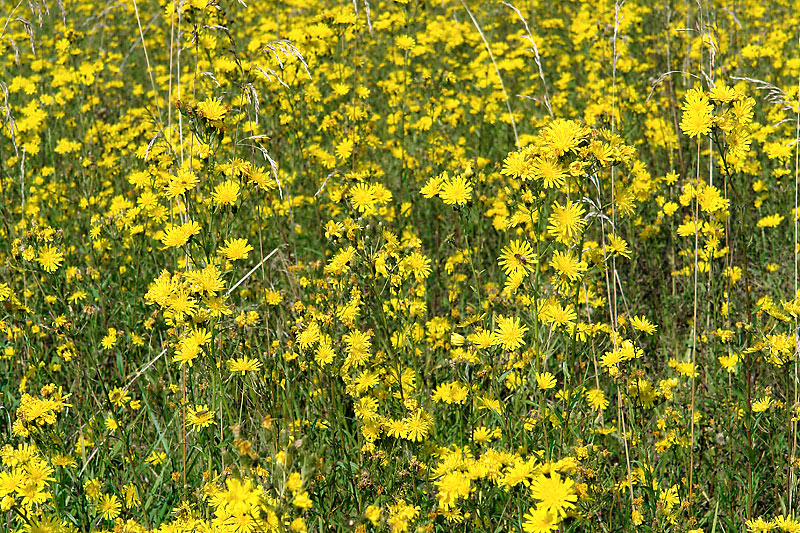 Изображение особи Hieracium umbellatum.