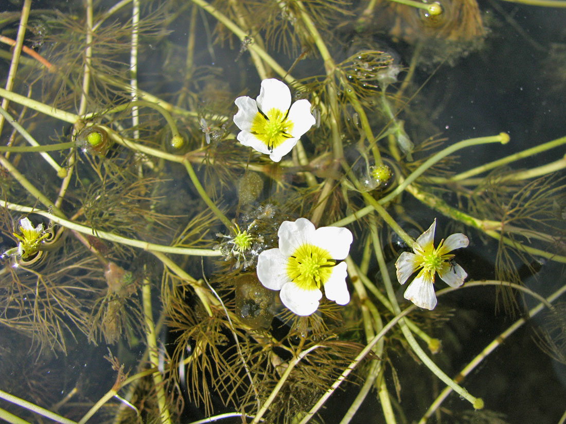 Image of Ranunculus &times; glueckii specimen.