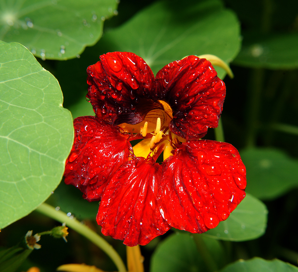 Изображение особи Tropaeolum majus.