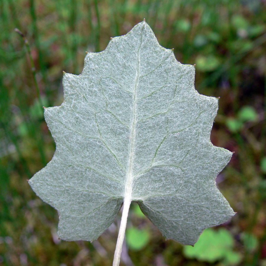 Image of Petasites frigidus specimen.