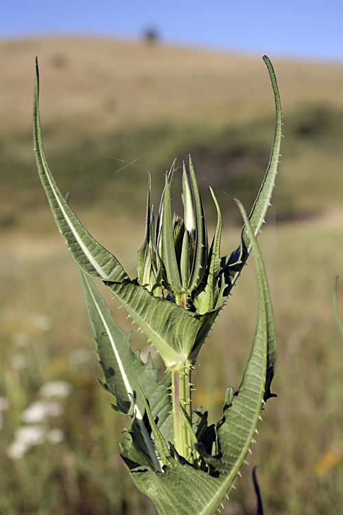 Image of Dipsacus laciniatus specimen.